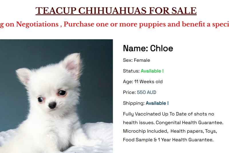 Jinglechihuahua.com Review: Scam or Legit Chihuahua Puppy Website?